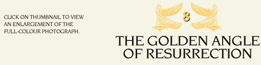 The Golden Angle of Resurrection